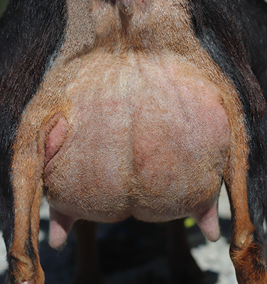 Lesperance Andromeda